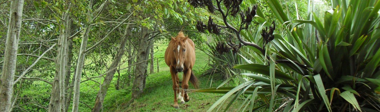Grazing Chestnuts