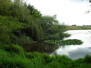 pond3